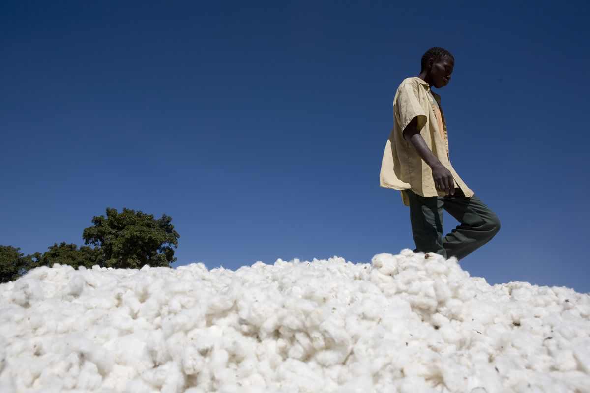 Cotton farmer