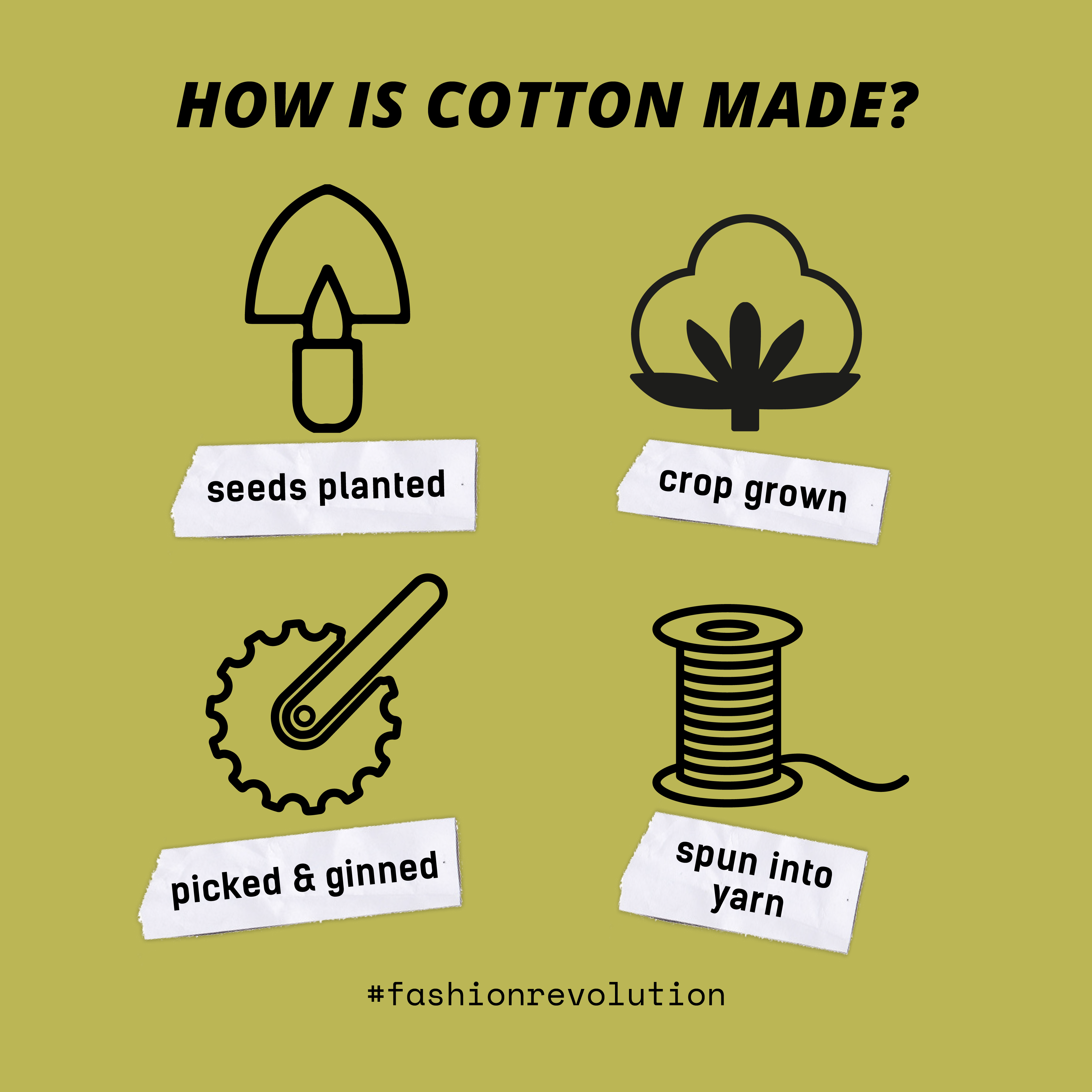 cotton harvest process
