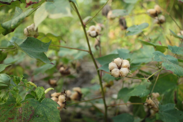 Brown cotton. Meet Gossypium, an indigenous cotton that thrives in Indonesia's climate. Watered by rainfall without irrigation, it’s one of the natural fibres with the lowest carbon footprint. Regenerative farming.