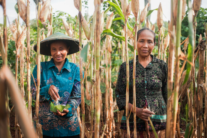 Women farmer's stand amongst a crop of corn grown alongside cotton. Planting a variety of different plants that support each other and avoiding tilling we restore the soil's ability to absorb carbon and hold 25% more water. Regenerative farming.